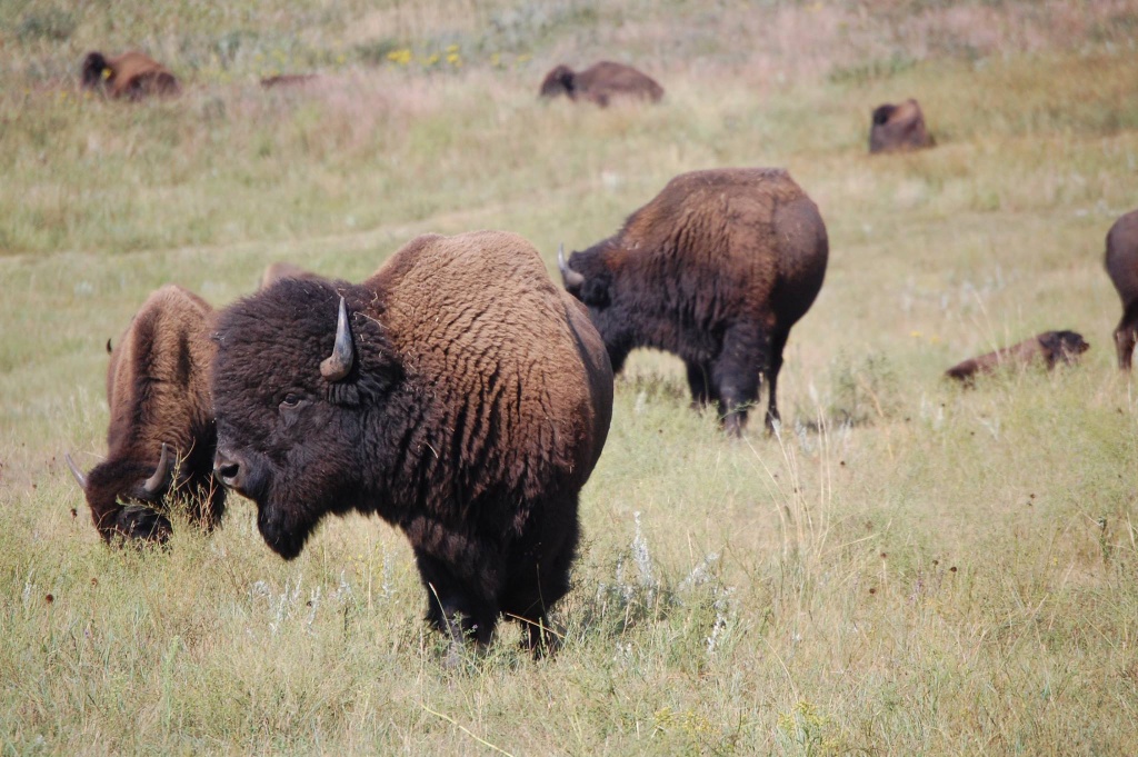Black-Hills-SD/1024x768_Bull Bison Custer State Park.jpg